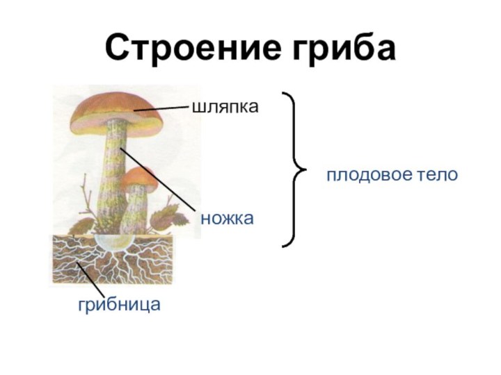 Строение гриба