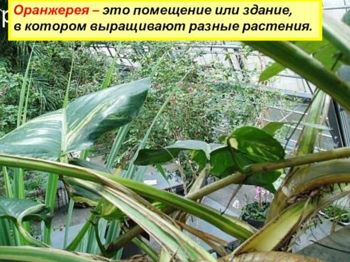 Оранжерея – это помещение или здание, в котором выращивают разные растения.