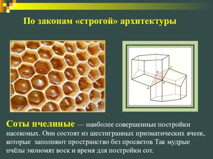 Соты пчелиные — наиболее совершенные постройки насекомых. Они состоят из