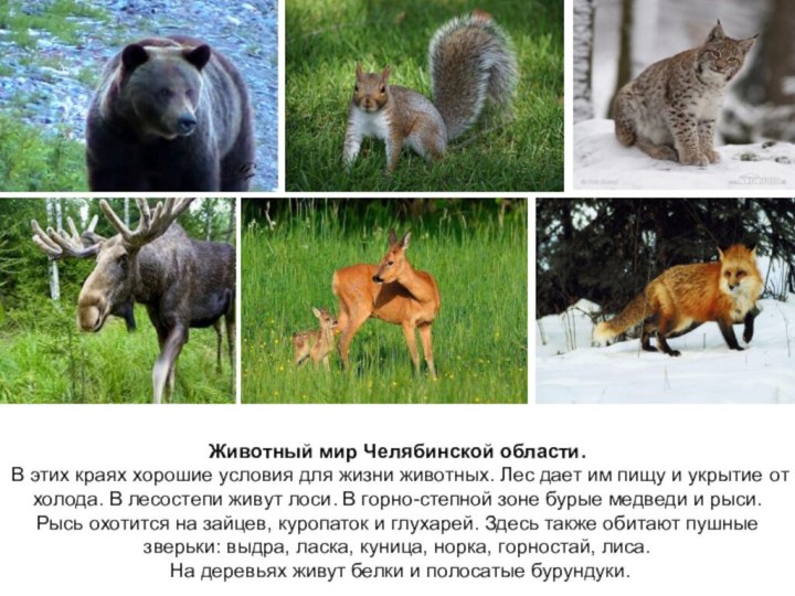 Животный мир Челябинской области. В этих краях хорошие условия для жизни