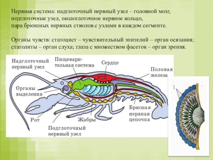 Нервная система: надглоточный нервный узел – головной мозг, подглоточные узел, окологлоточное нервное