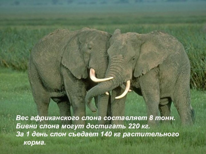 Вес африканского слона составляет 8 тонн.Бивни слона могут достигать 220 кг.За 1