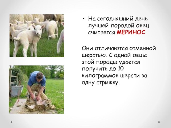 На сегодняшний день лучшей породой овец считается МЕРИНОСОни отличаются отменной шерстью. С