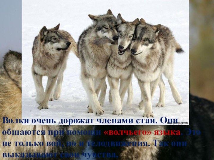 Волки очень дорожат членами стаи. Они общаются при помощи «волчьего» языка. Это