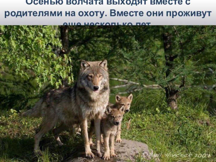 Осенью волчата выходят вместе с родителями на охоту. Вместе они проживут еще несколько лет.