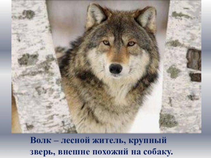 Волк – лесной житель, крупный зверь, внешне похожий на собаку.