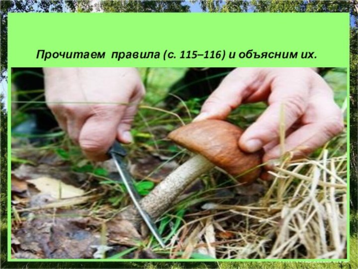 Правила сбора грибов:Прочитаем правила (с. 115–116) и объясним их.