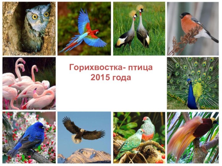 Горихвостка- птица  2015 года