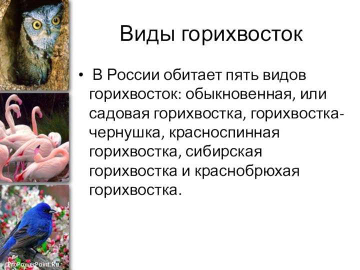 Виды горихвосток В России обитает пять видов горихвосток: обыкновенная, или садовая