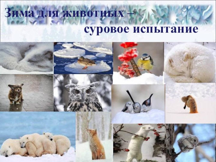 Зима для животных –