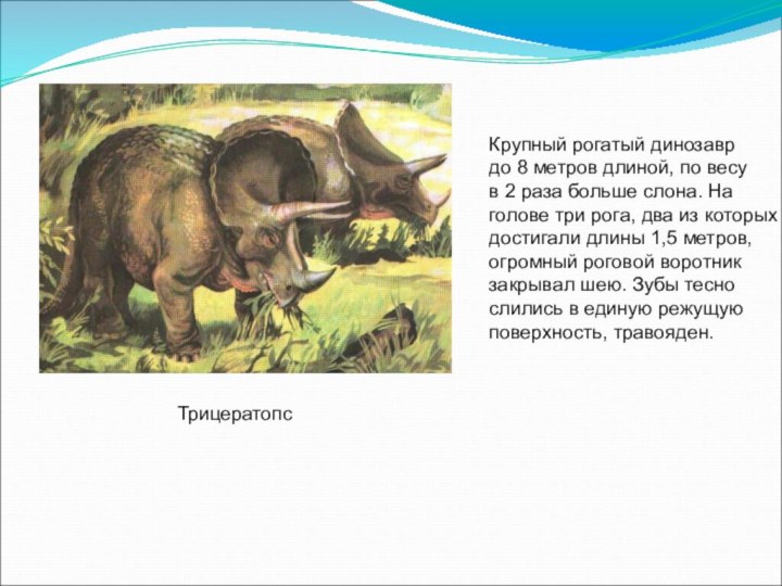 ТрицератопсКрупный рогатый динозаврдо 8 метров длиной, по весув 2 раза больше слона.