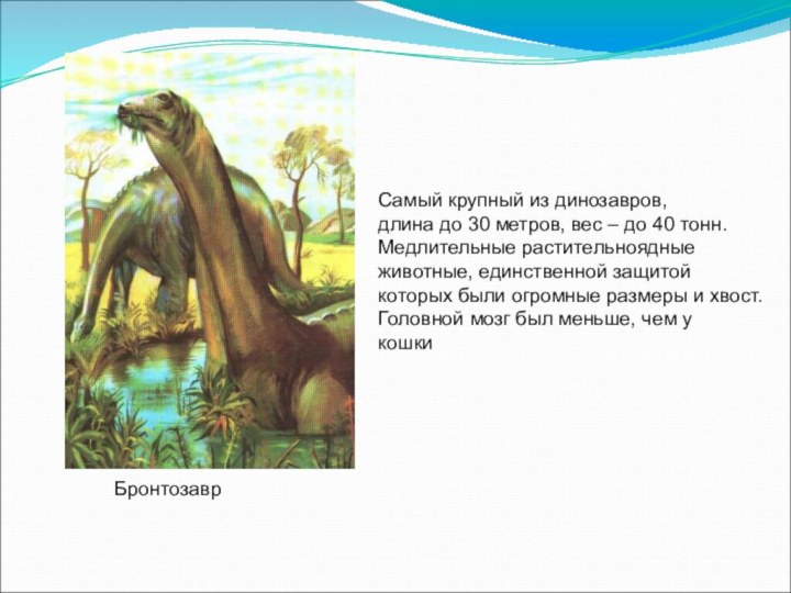 БронтозаврСамый крупный из динозавров,длина до 30 метров, вес – до 40 тонн.Медлительные
