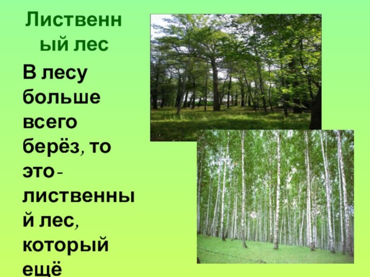 Лиственный лесВ лесу больше всего берёз, то это- лиственный лес, который ещё называют березняком