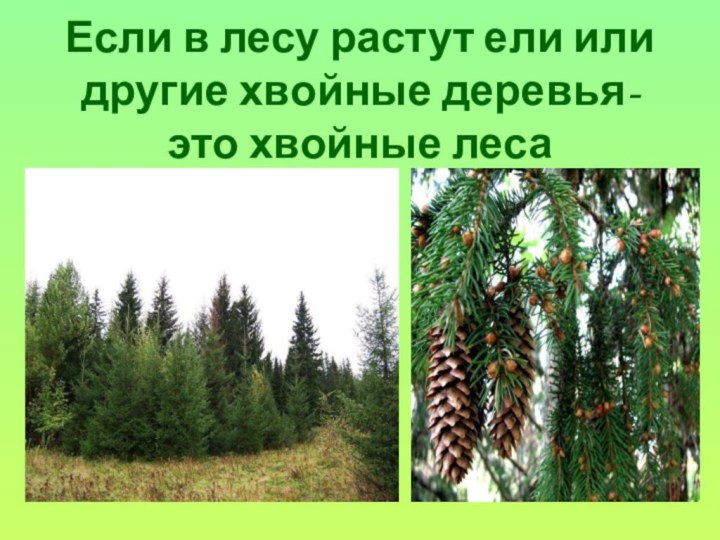 Если в лесу растут ели или другие хвойные деревья- это хвойные леса