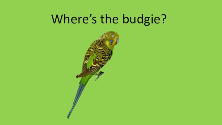 Where’s the budgie?