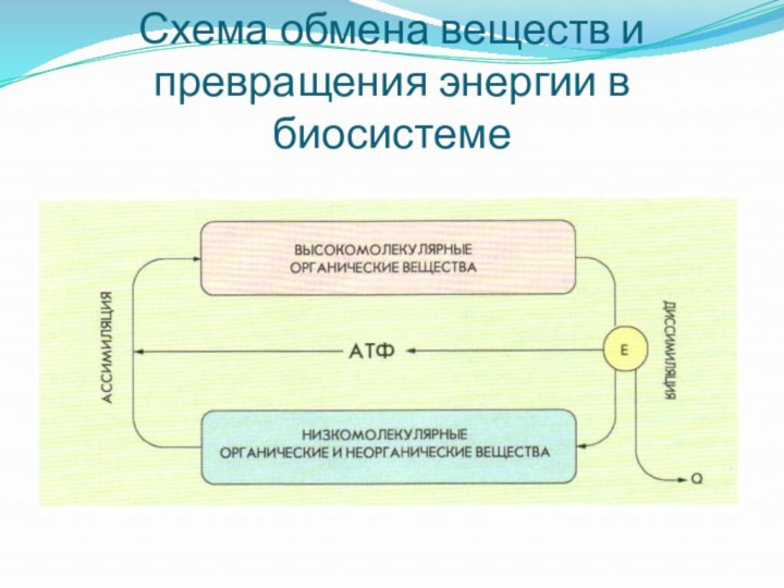 Схема обмена веществ и превращения энергии в биосистеме