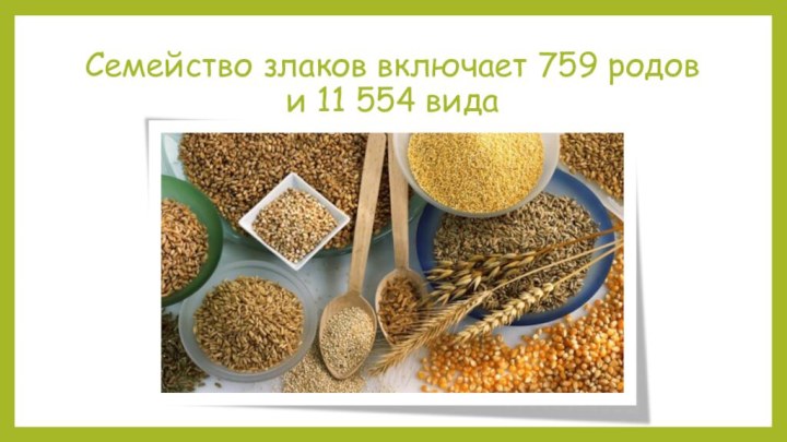 Семейство злаков включает 759 родов и 11 554 вида