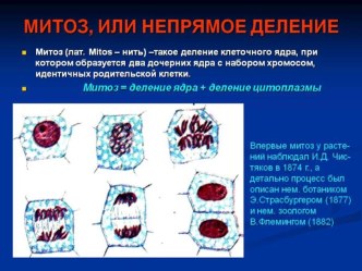 Презентация по биологи на тему Митоз