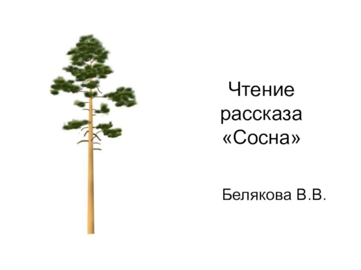 Чтение рассказа «Сосна»Белякова В.В.