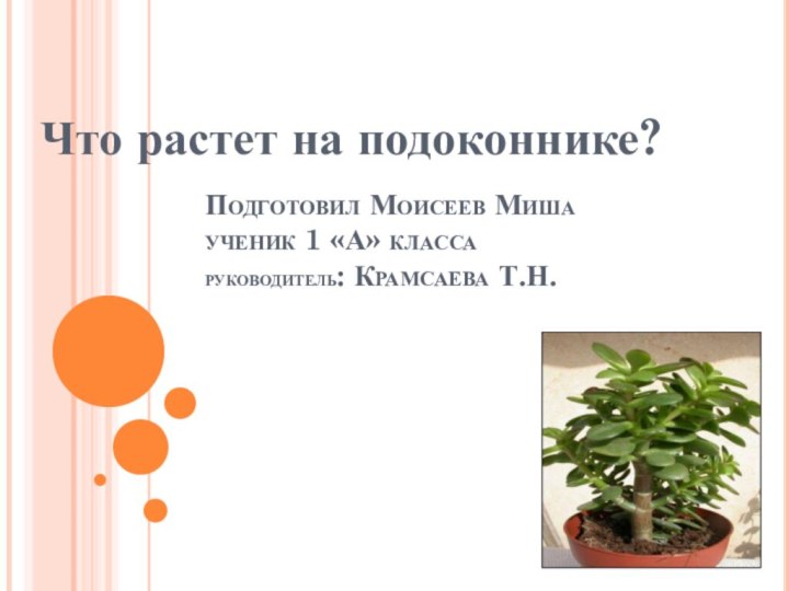 Подготовил Моисеев Миша  ученик 1 «А» класса РУКОВОДИТЕЛЬ: Крамсаева Т.Н.Что растет на подоконнике?