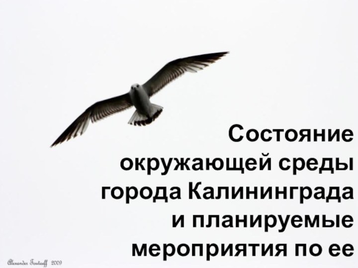 Состояние окружающей среды города Калининграда и планируемые  мероприятия по ее улучшению