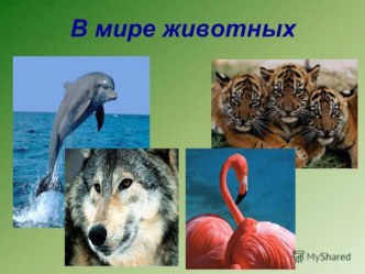 Презентация к внеклассному мероприятию по познанию мира В мире животных (4 класс)