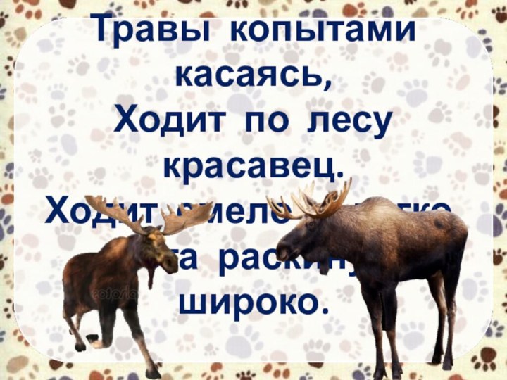 Травы копытами касаясь, Ходит по лесу красавец. Ходит смело и легко, Рога раскинув широко.