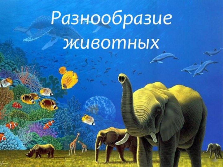 Разнообразие животных