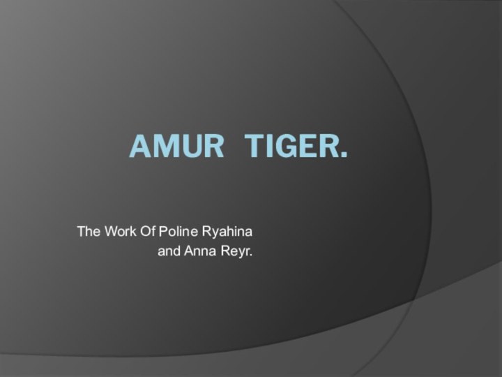 Amur  tiger.The Work Of Pоline Ryahina and Anna Reyr.