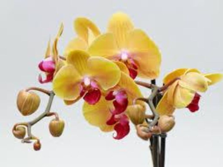 Мир орхидей