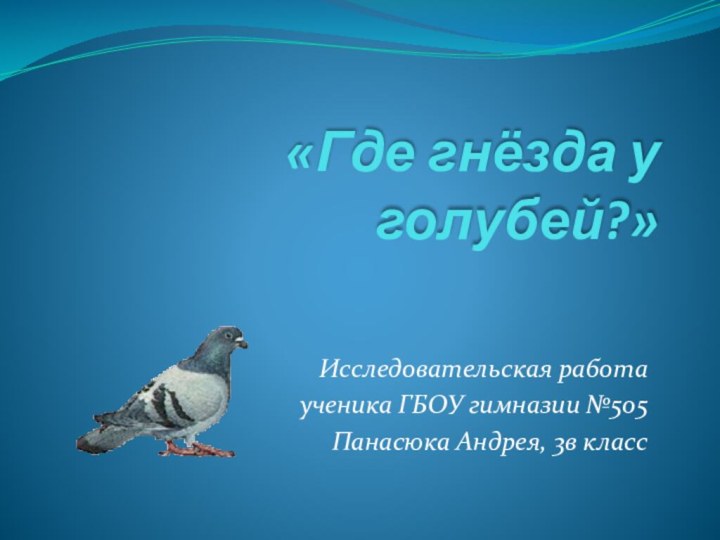 «Где гнёзда у голубей?»Исследовательская работаученика ГБОУ гимназии №505 Панасюка Андрея, 3в класс