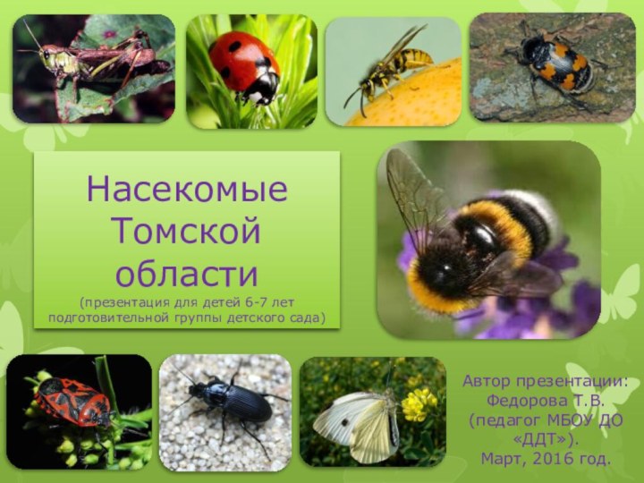 Насекомые Томской области (презентация для детей 6-7 лет подготовительной группы детского сада)Автор