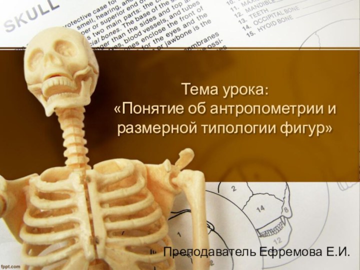 Тема урока: «Понятие об антропометрии и размерной типологии фигур»Преподаватель Ефремова Е.И.