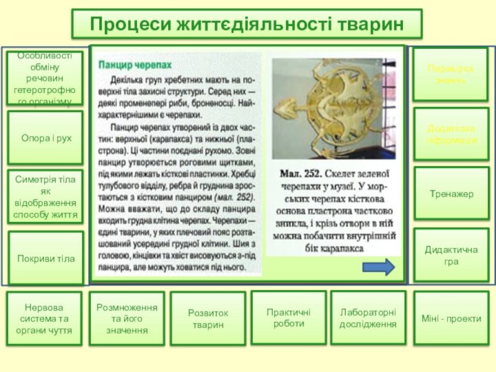 Розмноження та його значенняРозвиток тваринПрактичні роботиЛабораторні дослідженняМіні - проектиНервова система та органи