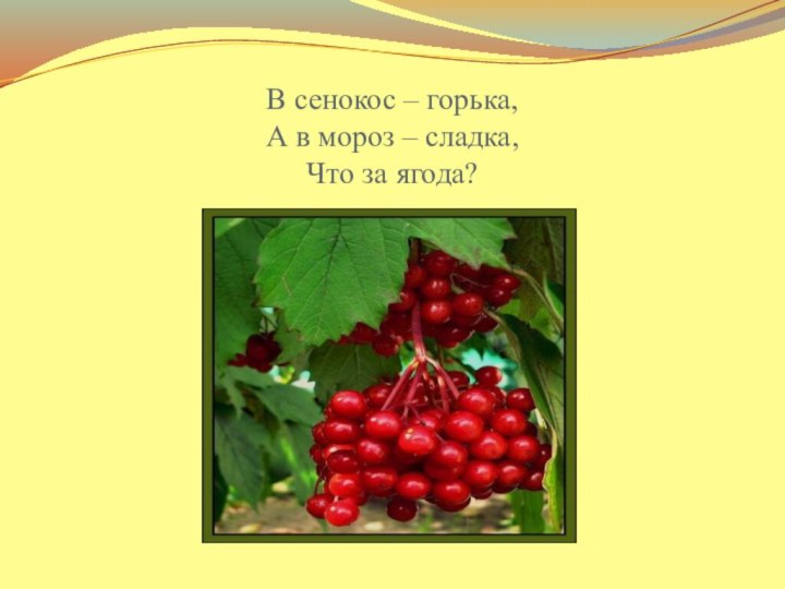 В сенокос – горька, А в мороз – сладка, Что за ягода?