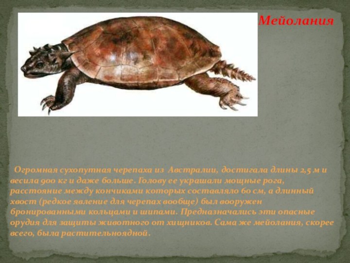 Мейолания  Огромная сухопутная черепаха из Австралии, достигала длины 2,5 м и весила 900