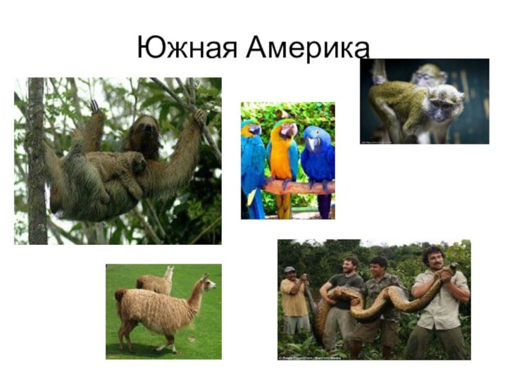 Южная Америка