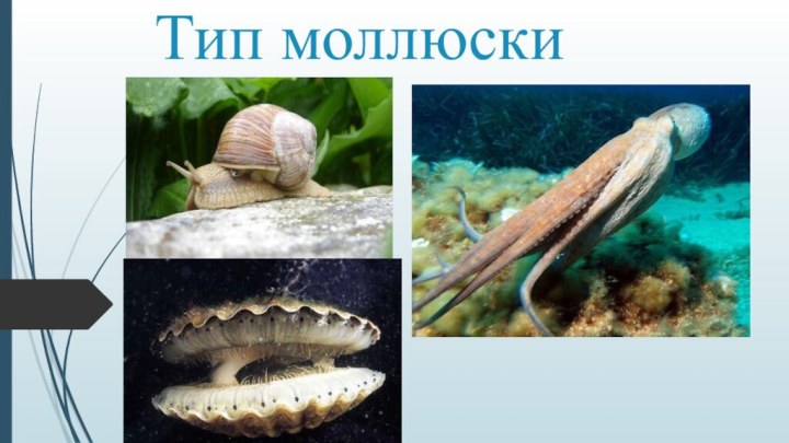 Тип моллюски