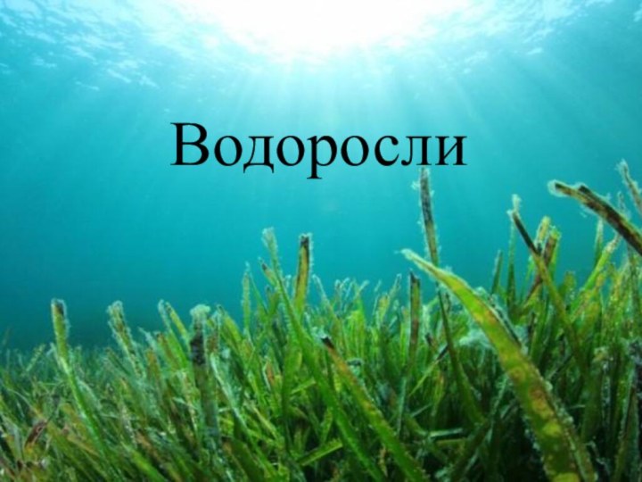 Водоросли