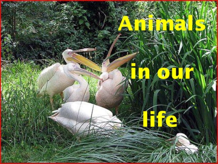 Animals in our   life