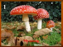Презентация к уроку Многообразие грибов, их роль в природе и жизни человека