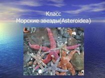 Презентация Класс морские звезды