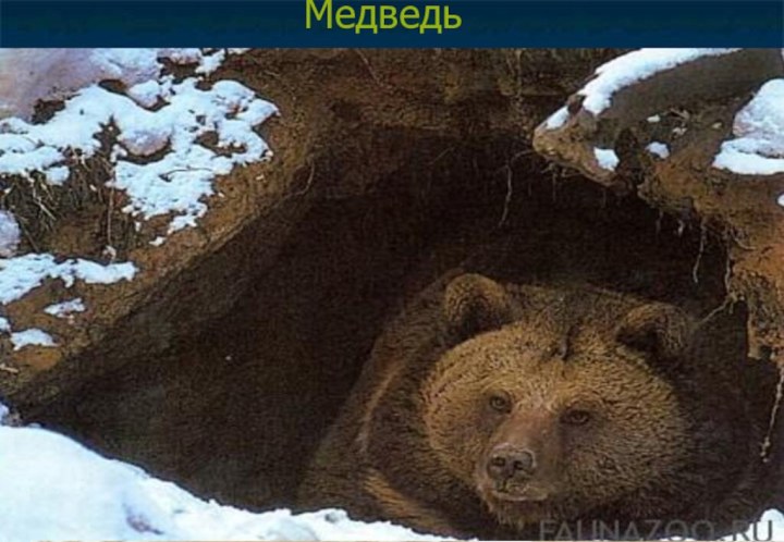 Медведь