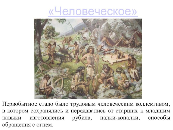 «Человеческое»Первобытное стадо было трудовым человеческим коллективом, в котором сохранялись и передавались от