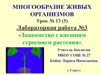 Презентация по биологии на тему Растения. Лабораторная работа №3 Знакомство с внешним строением растения (5 класс)