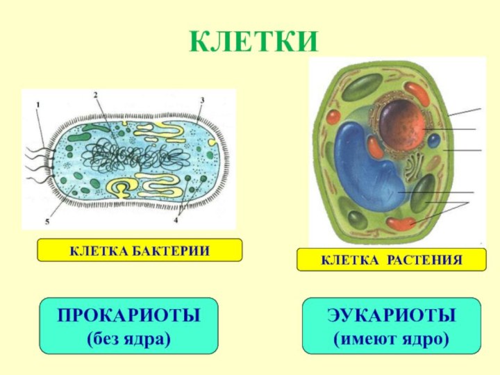 Принципиальное отличие клеток бактерий от клеток растений. Клетка без ядра. Строение практической клетки. Клетки растений имеют ядро. Клетки растений без ядра.