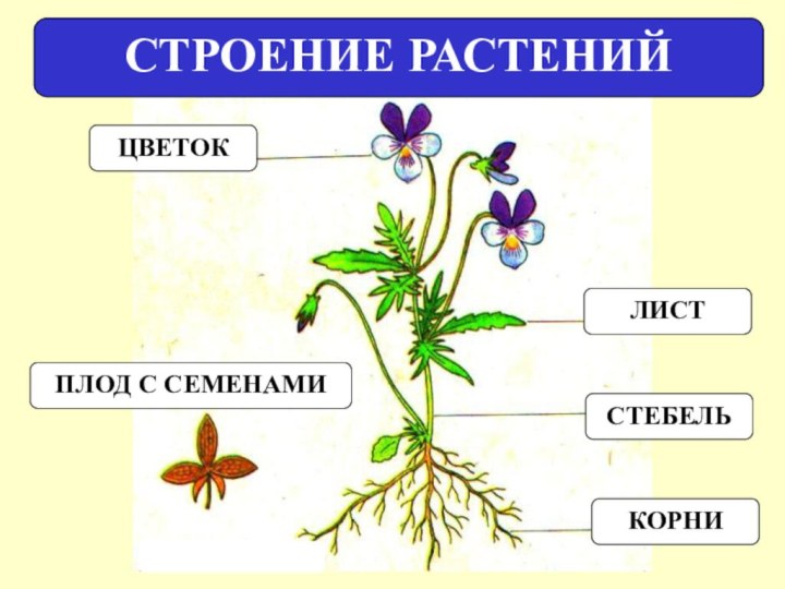 Цветок плод семя органы служащие для. Строение растения. Внешнее строение гинкового растения. Внешнее строение цветкового растения. Страениецветкового растения.