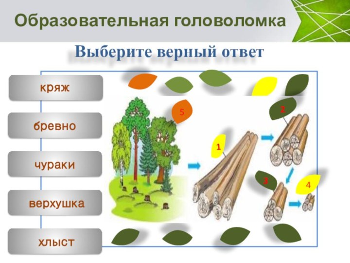 Образовательная головоломкаВыберите верный ответкряжбревночуракиверхушкахлыст12345