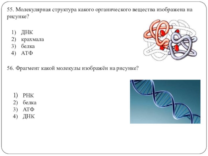 55. Молекулярная структура какого органического вещества изображена на рисунке?ДНКкрахмалабелкаАТФ56. Фрагмент какой молекулы изображён на рисунке?РНКбелкаАТФДНК