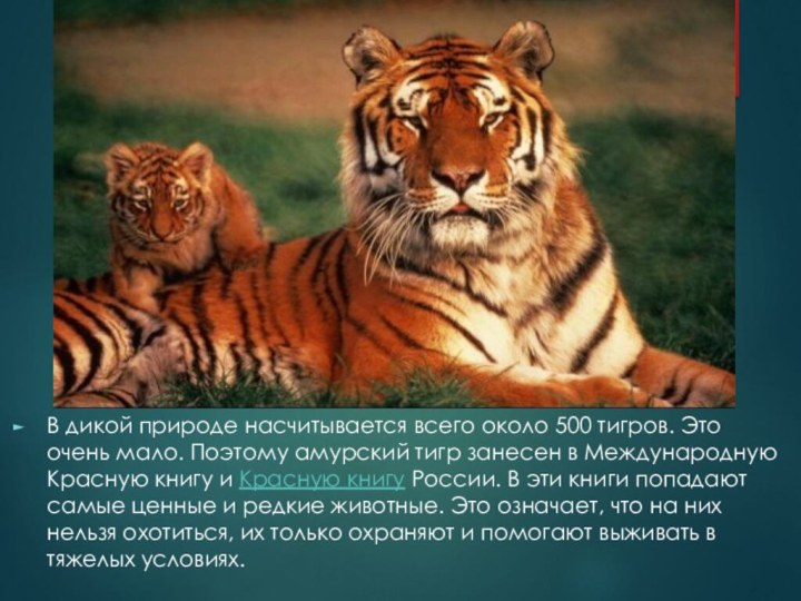 В дикой природе насчитывается всего около 500 тигров. Это очень мало. Поэтому